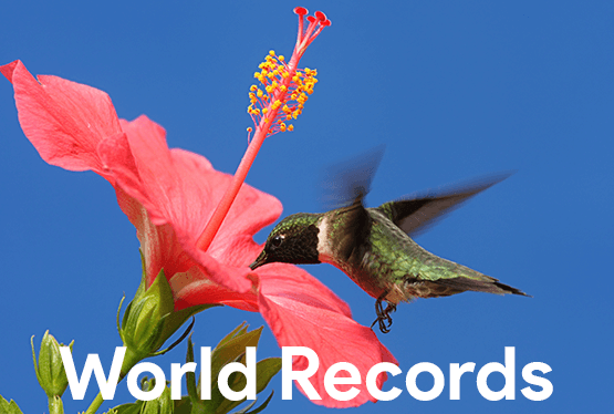 world records list