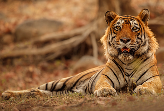 Bengal Tiger