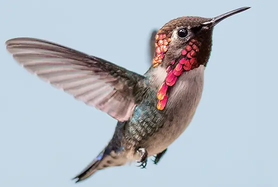 Bee Hummingbird