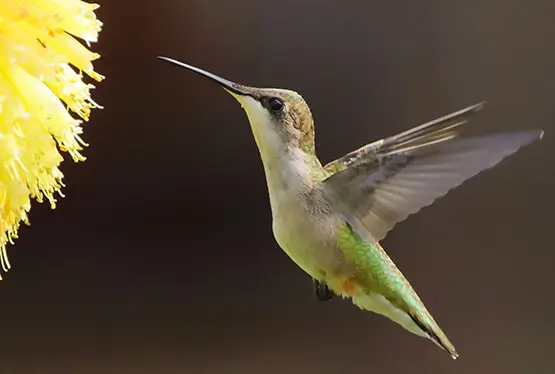 Bee Hummingbird