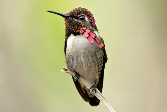 Bee Hummingbird