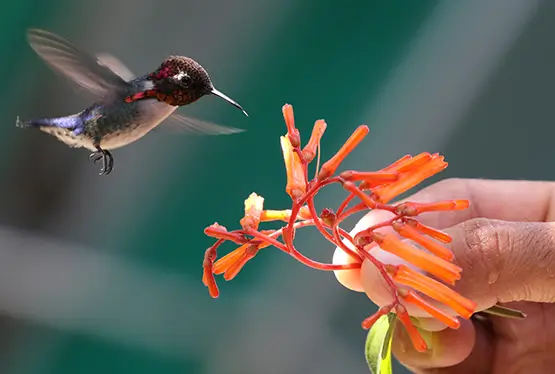 Bee Hummingbird