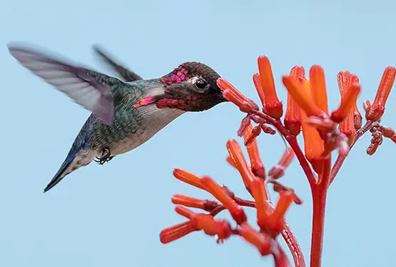 Bee Hummingbird