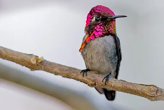 Bee Hummingbird