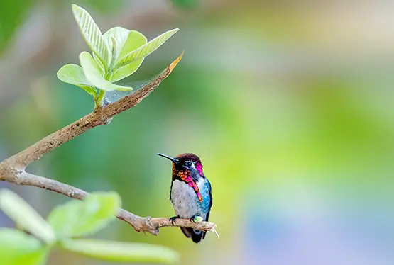 Bee Hummingbird