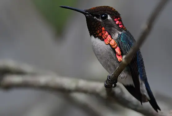 Bee Hummingbird