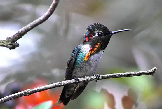 Bee Hummingbird