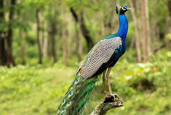 Indian Peacock