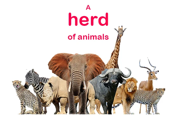 Collective Nouns for animals - group names for various types of animals