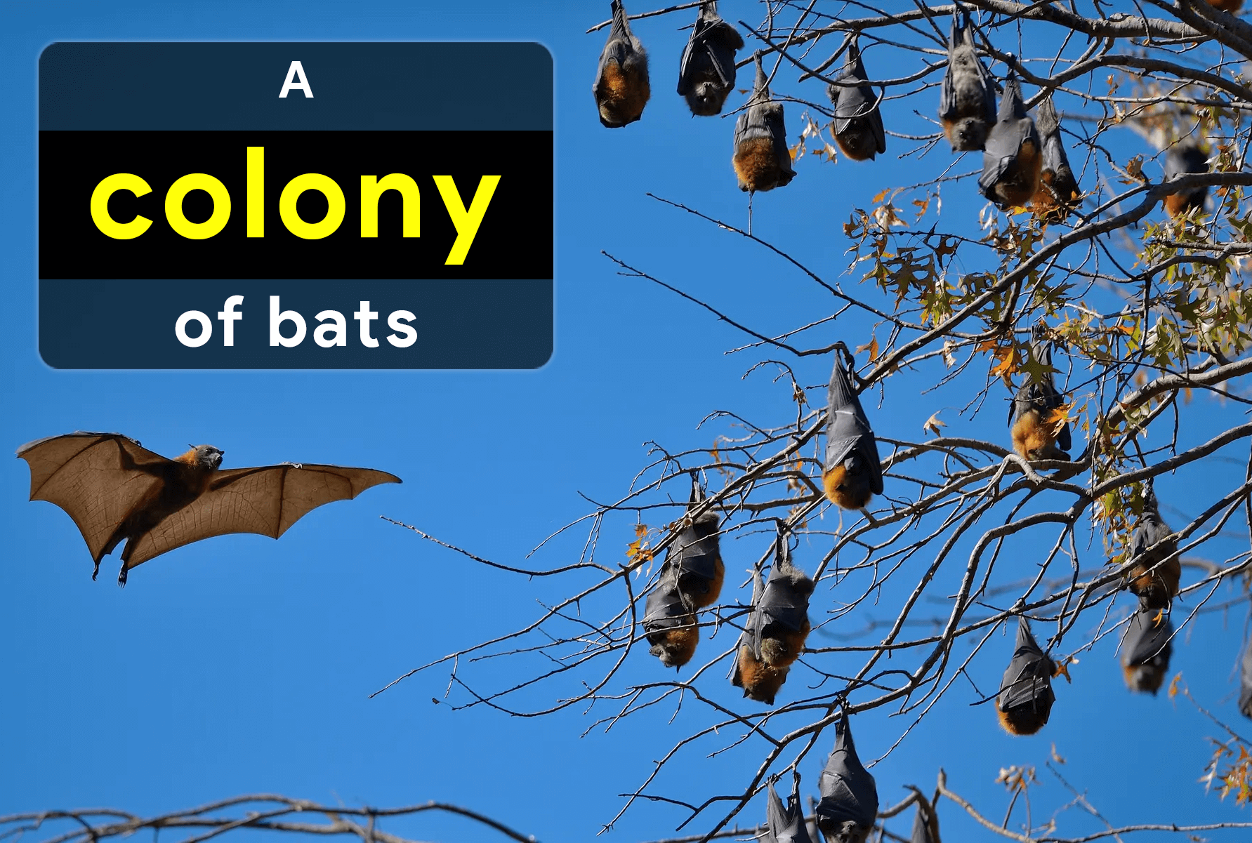 collective-noun-for-bats
