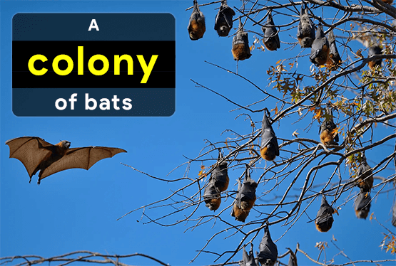 collective-nouns-for-bats