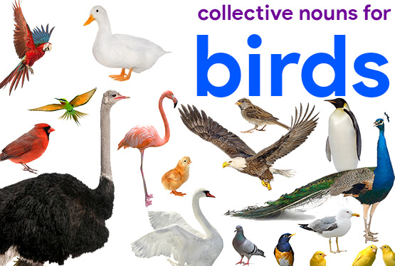 collective nouns for birds