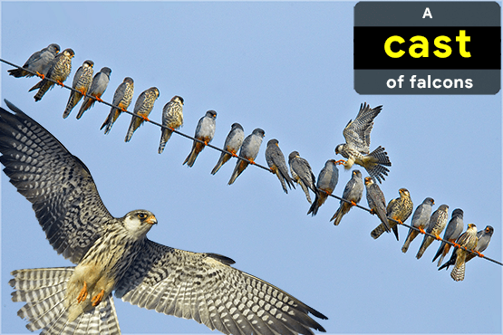 collective-nouns-for-falcons