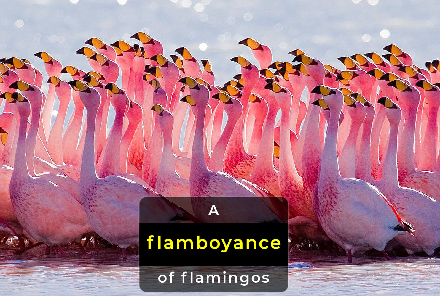 collective-noun-for-flamingos
