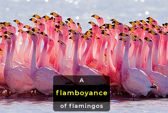 collective-nouns-for-flamingos