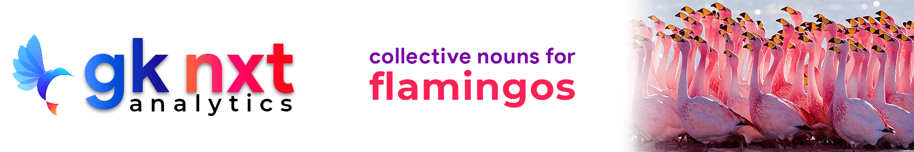 collective nouns for flamingos