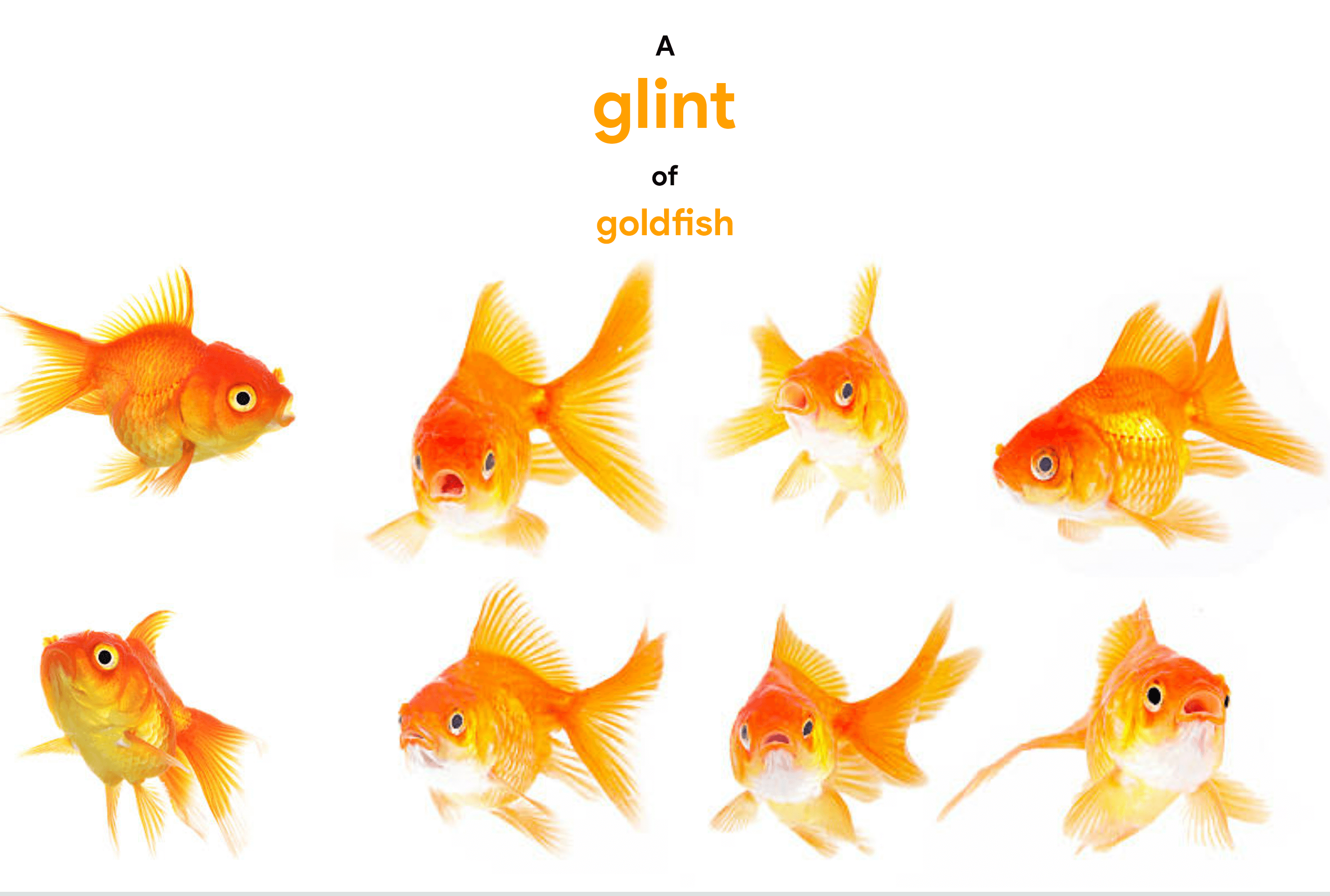 collective-noun-for-goldfish