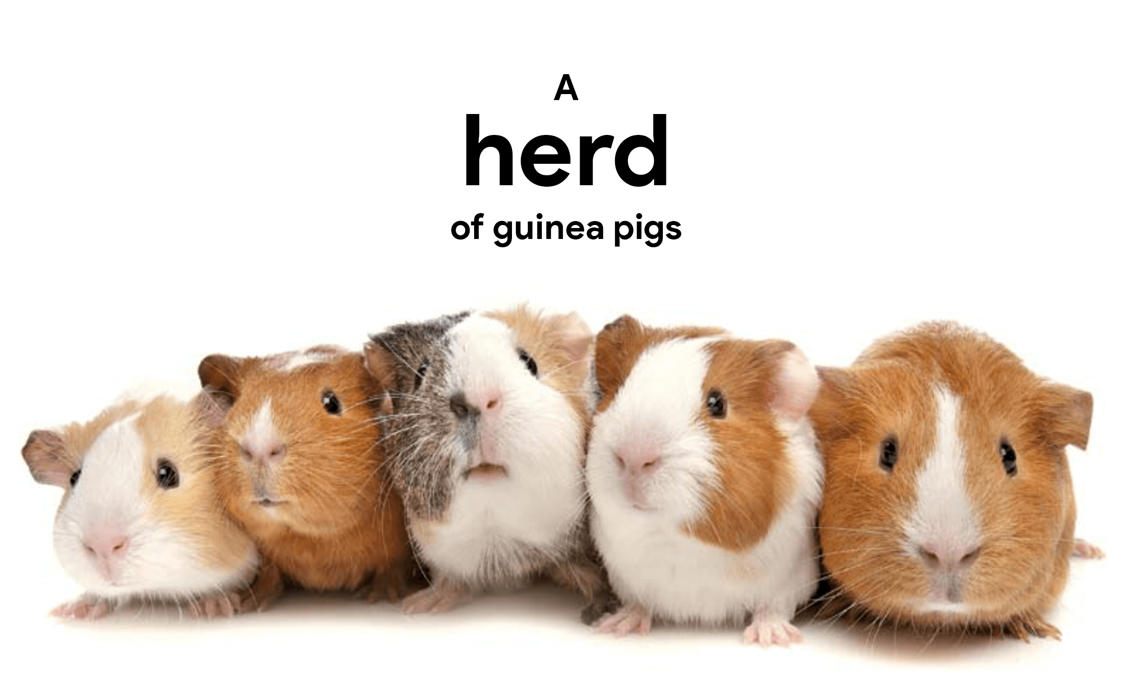 collective-noun-for-guineapigs