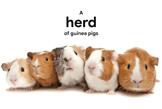 collective-nouns-for-guinea pigs