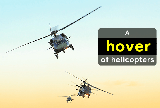collective-nouns-for-helicopters
