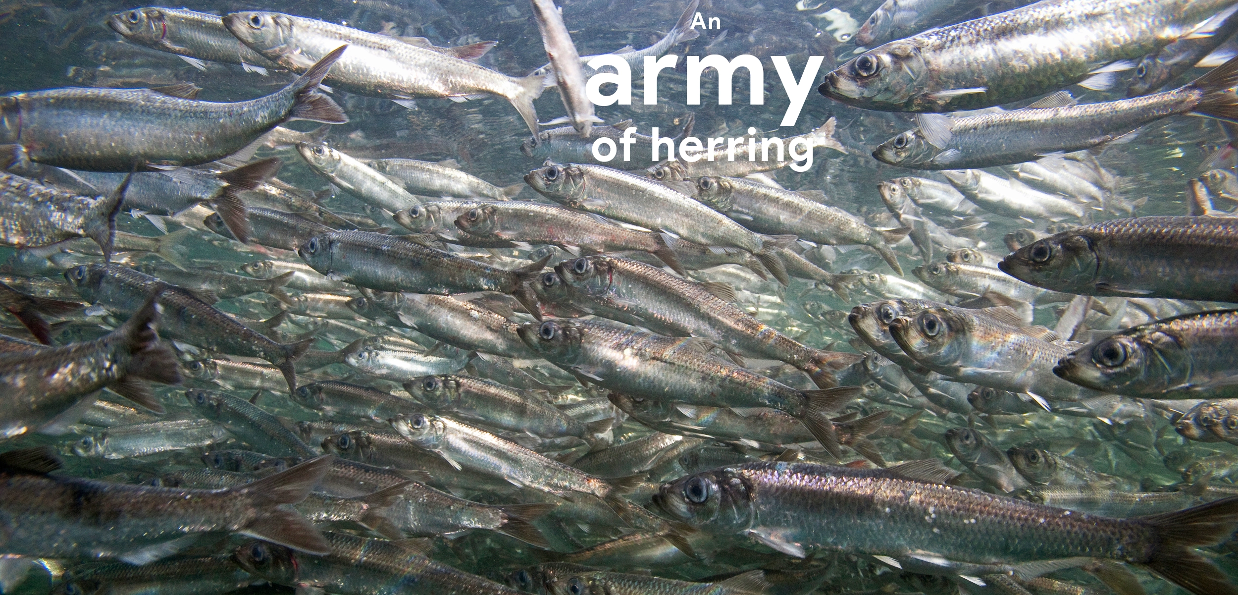 What is the collective noun of herrings?