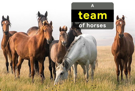 collective-nouns-for-horses
