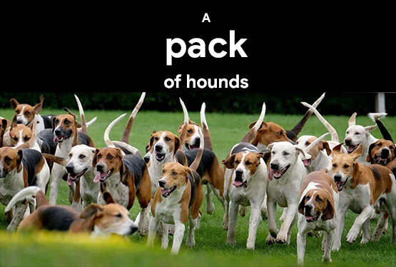 Collective noun for hounds | List of collective nouns - hounds