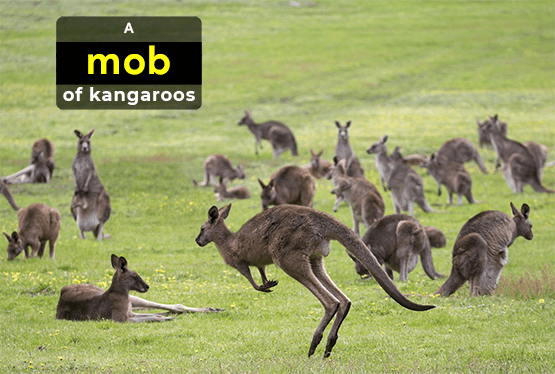 collective-nouns-for-kangaroos