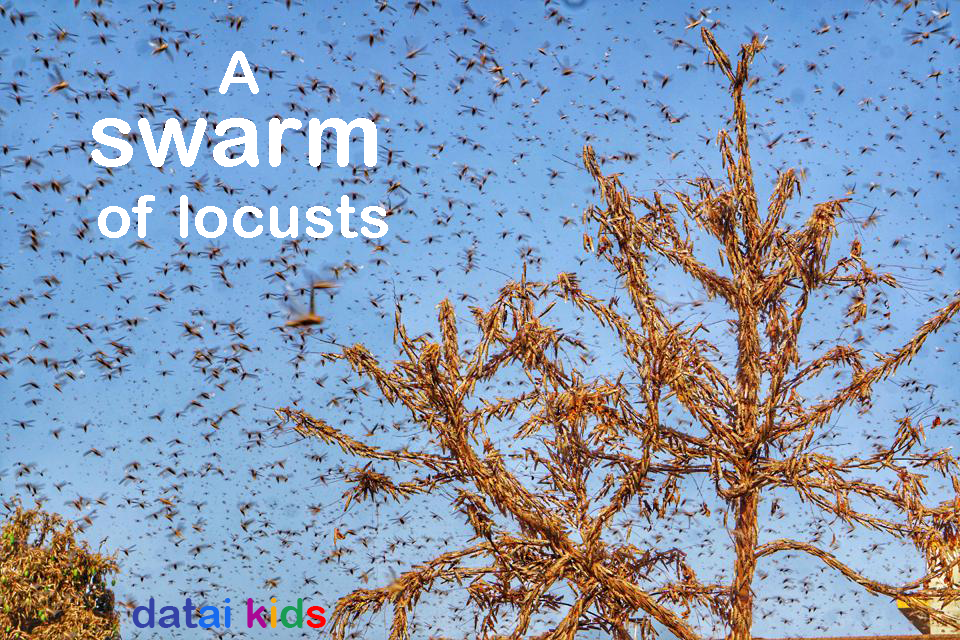 collective-noun-for-locusts