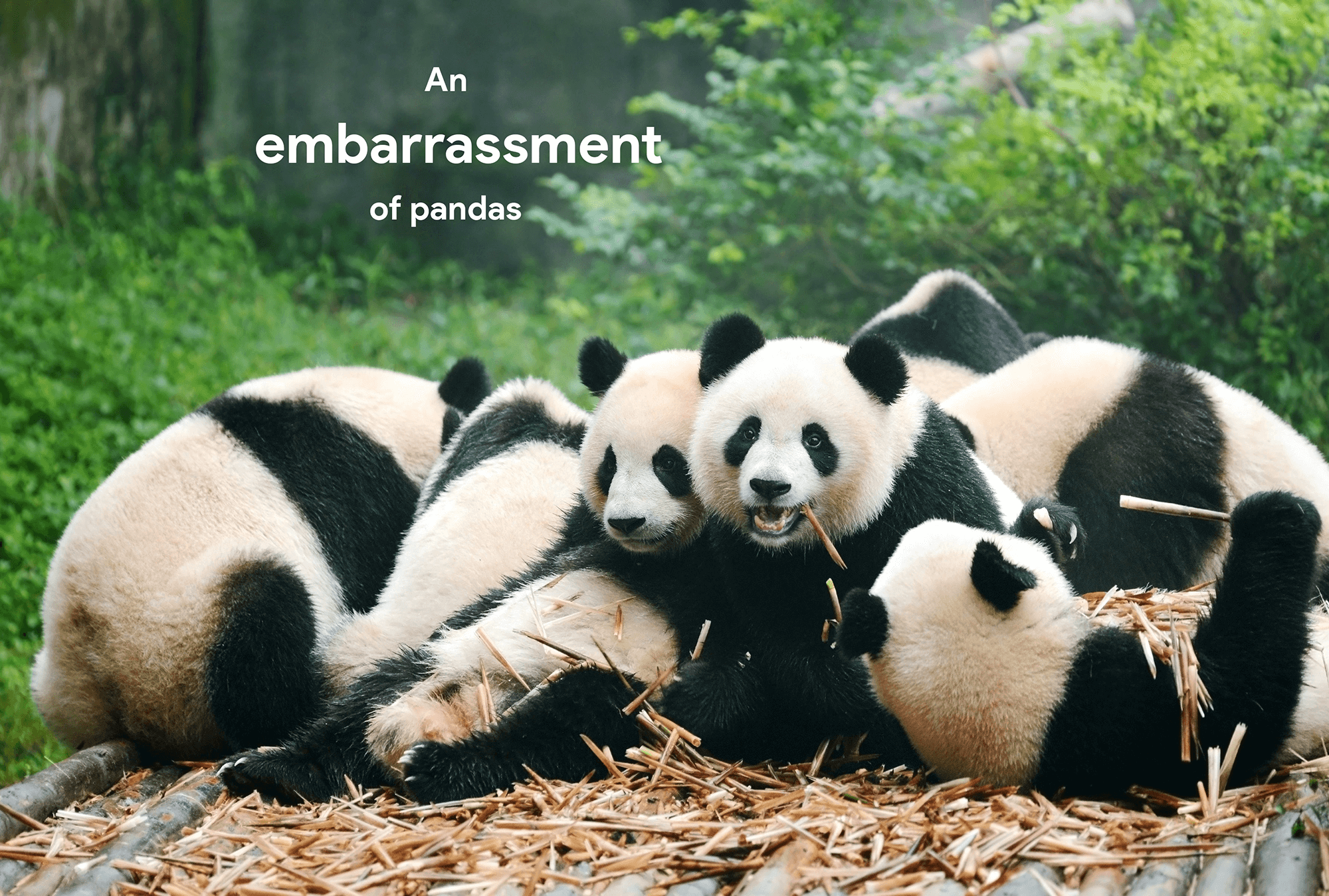 Embarrassment Is The Collective Noun For Pandas