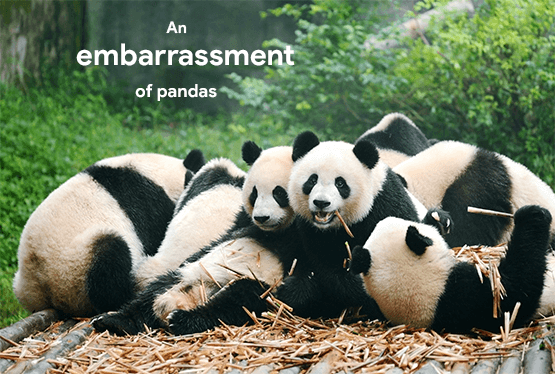 collective-nouns-for-pandas