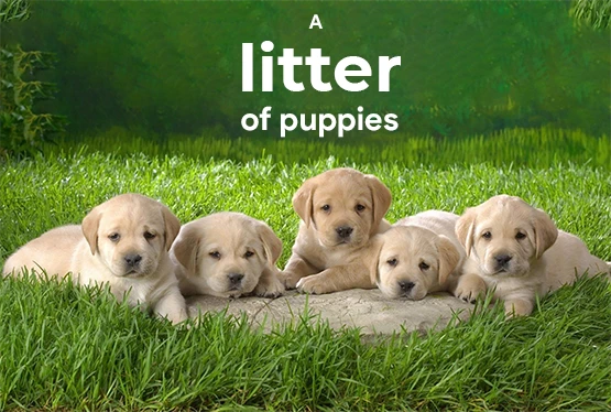 why-are-puppies-called-a-litter