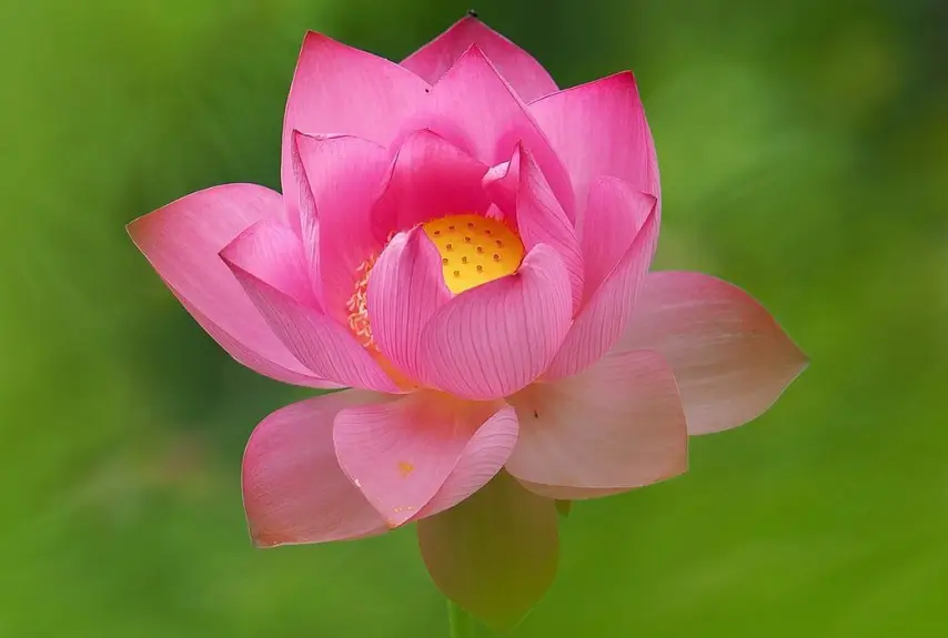 Lotus (Nelumbo nucifera)