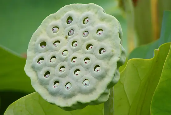 Lotus fruit