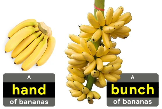 collective-nouns-for-bananas