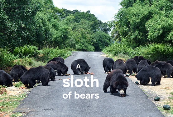collective-nouns-for-bears