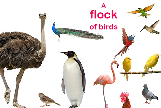 collective-nouns-for-birds