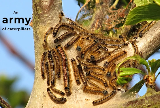 collective-nouns-for-caterpillars
