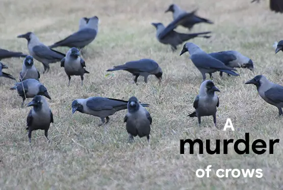 collective-nouns-for-crows