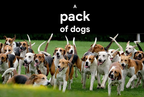 collective-nouns-for-dogs