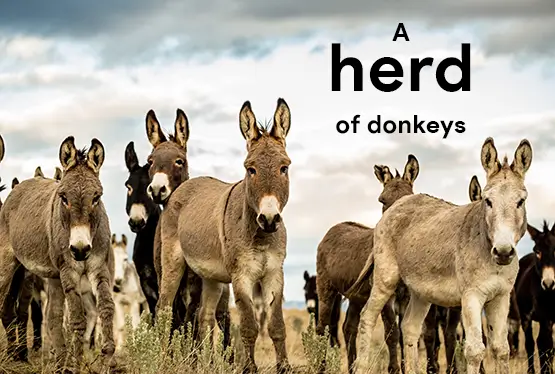 collective-nouns-for-donkeys