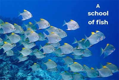 collective-nouns-for-fish