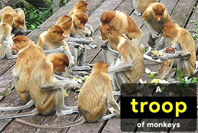 collective-nouns-for-monkeys