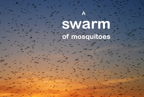 collective-nouns-for-mosquitoes