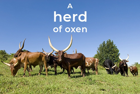 collective-nouns-for-oxen