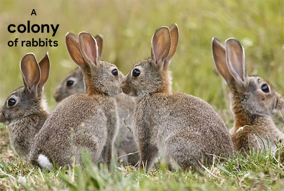 collective-nouns-for-rabbits