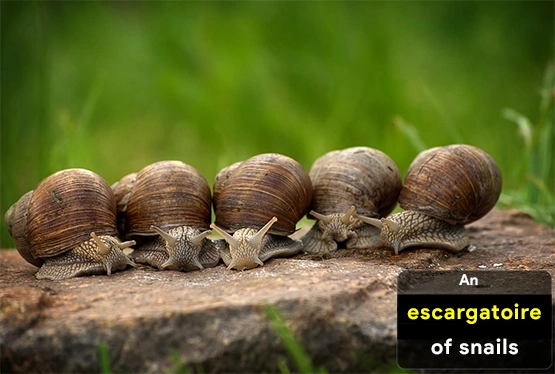 collective-nouns-for-snails