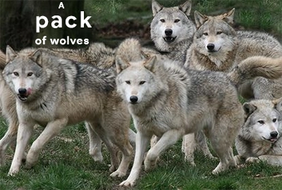 collective-nouns-for-wolves