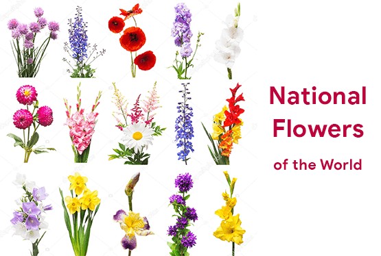national flowers in the world